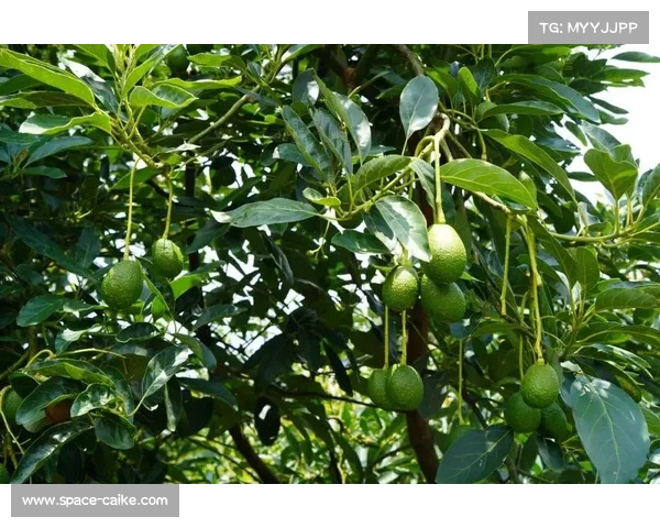 绿跑中国全民健康大赛云南孟连站启幕 数千跑者畅享牛油果之乡美景